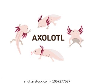 Axolotl en diferentes poses. Conjunto de ilustraciones vectoriales en estilo plano. Aislado sobre fondo blanco.