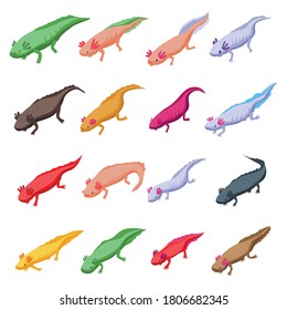 Los iconos de Axolotl se establecen. Conjunto isométrico de iconos vectoriales axolotales para el diseño web aislados en fondo blanco