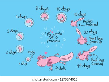 axolotl life cycle