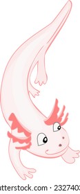 Axolotl (Mexican salamander)