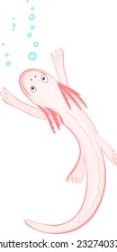 Axolotl (Mexican salamander)