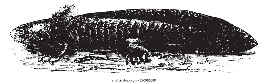 Axolotl or Mexican salamander or Mexican walking fish, vintage engraved illustration. Natural History of Animals, 1880.
