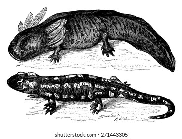 The axolotl from Mexico before and after transformation. Metamorphosis of an aquatic animal breathing through gills, a reptile land, vintage engraved illustration. Earth before man - 1886.