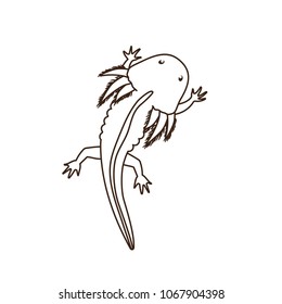 Axolotl. Ilustración vectorial monocroma con axolotl lindo en la vista superior. Estilo plano. Aislado sobre fondo blanco.