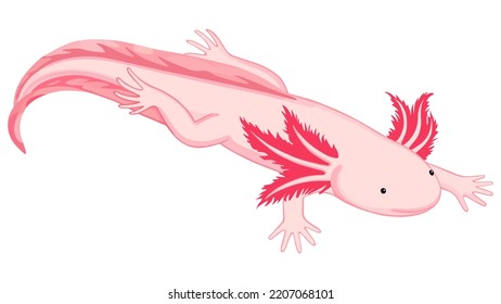 Axolotl on white background, vector illustration