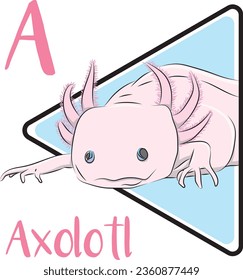 axolotl, ein Salamander der Familie Ambystomatidae, ist bekannt für seine dauerhafte Rettung von Larveneigenschaften, wie z.B. äußeren Kiemen. Nur im See Xochimilco, in Mexiko City gefunden.