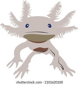 Axolotl Salamander Vector Illustration, Scientific name: Ambystoma mexicanum