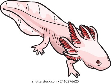 Axolotl Salamander Wild Animal Vector Illustration