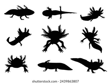 Axolotl silhouette vector with details  