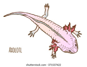 Axolotl vector drawing. Mexican salamander or walking fish drawn with pink color and brown contour. Exotic defenseless amphibian.