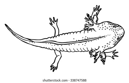 Axolotl vector ink drawing. Contour of mexican salamander or walking fish