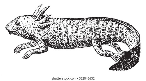 Axolotl, vintage engraved illustration. Dictionary of words and things - Larive and Fleury - 1895.
