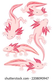 Axolotls on white background, vector illustration