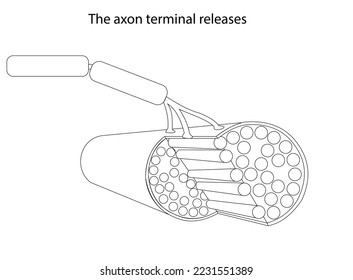 The axon terminal releases Acetylcholine Drawing svg