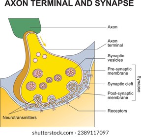 axon terminal and synapse, neural control and coordination, Transmission of Impulses, axon, axon terminal, synapse, receptors, neurotransmitters svg