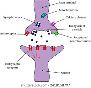 An axon terminal  is transmitting a signal to neuron.Vector illustration. svg