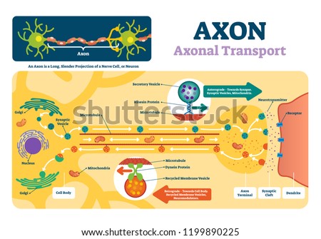 Axon vector illustration. Labeled diagram with explanation and structure. Closeup with cell body, terminal, synaptic cleft and dendrite. Nerve cell projection or neuron.