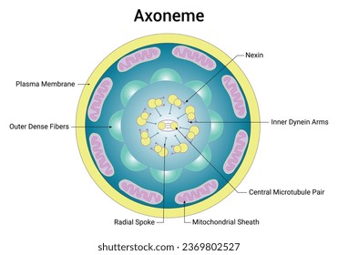 Diagrama del vector del diseño de la ciencia de Axoneme