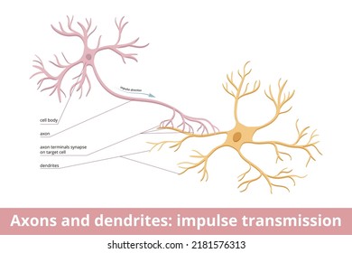 Axons and dendrites: impulse transmission. Nerve cells and messages between them. Visualization of human neurological system communication. Electrochemical stimulation received from neural cells.