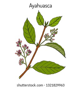 Ayahuasca (Banisteriopsis caapi), planta medicinal. Ilustración de vector botánico dibujada a mano