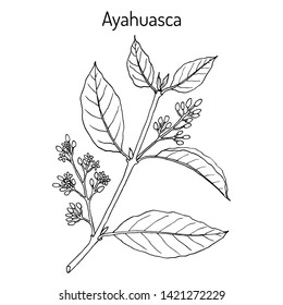 Ayahuasca (Banisteriopsis caapi), planta medicinal. Ilustración de vector botánico dibujada a mano