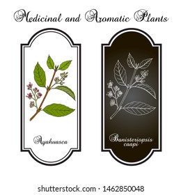 Ayahuasca (Banisteriopsis caapi), medicinal plant. Hand drawn botanical vector illustration