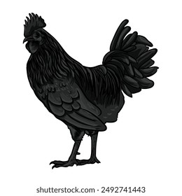 Ayam Cemani, the blackest chicken, comes from Indonesia and is the most expensive