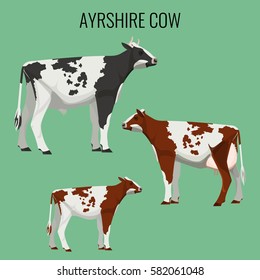 Ayrshire cows isolated on background. Vector illustration of realistic ayrshire dairy cattle with red, white and black markings.
