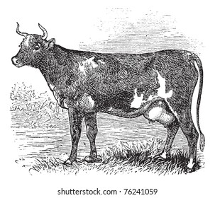 Ayrshire also known as Cunningham. Vintage engraved illustration of Ayrshire cattle.