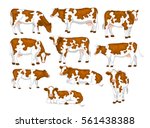 Ayrshire red and white patched coat breed cattle set. Cows front, side view, walking, lying, grazing, eating, standing