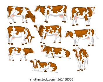 Ayrshire red and white patched coat breed cattle set. Cows front, side view, walking, lying, grazing, eating, standing