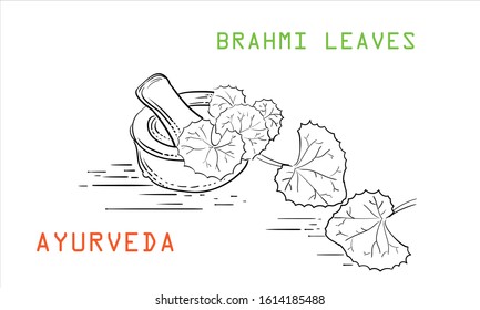 ayurveda leaves brahmi vector illustration