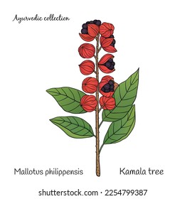 Ayurvedic collection. Vector graphic illustration with Mallotus philippensis plant on a white background