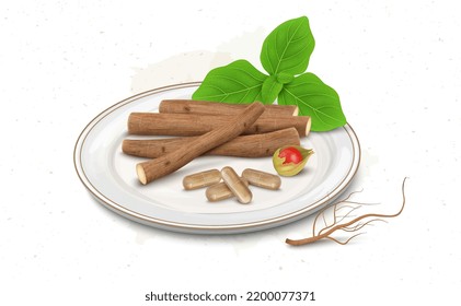 An ayurvedic herb ashwagandha dry stem with shrub berries and capsule vector illustration