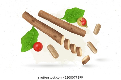 An ayurvedic herb ashwagandha dry stem with shrub berries and capsule vector illustration