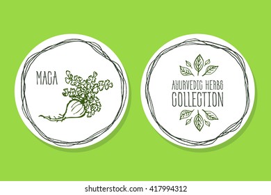 Ayurvedic Herb Collection. Handdrawn Illustration - Health and Nature Set. Natural Supplements. Ayurvedic Herb - Label with Maca