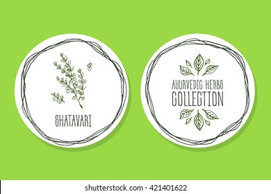 Ayurvedic Herb Collection. Handdrawn Illustration - Health and Nature Set. Natural Supplements. Ayurvedic Herb Label with  Shatavari