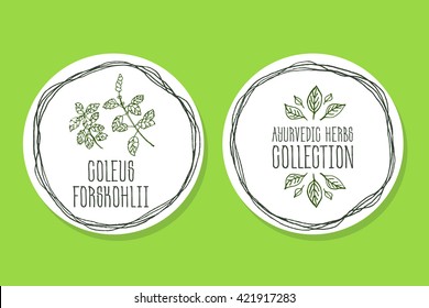 Ayurvedic Herb Collection. Handdrawn Illustration - Health and Nature Set. Natural Supplements. Ayurvedic Herb Label with Coleus forskohlii