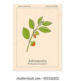 Ayurvedic Herb Withania somnifera, known as ashwagandha, Indian ginseng, poison gooseberry, or winter cherry. Hand drawn botanical vector illustration