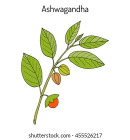 Ayurvedic Herb Withania Somnifera, Known As Ashwagandha, Indian Ginseng, Poison Gooseberry, Or Winter Cherry. Hand Drawn Botanical Vector Illustration