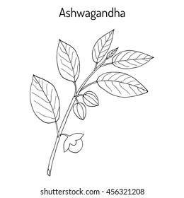 Ayurvedic Herb Withania Somnifera, Known As Ashwagandha, Indian Ginseng, Poison Gooseberry, Or Winter Cherry. Hand Drawn Botanical Vector Illustration