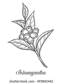 Ayurvedic Herb Withania somnifera, known as ashwagandha, Indian ginseng, poison gooseberry, or winter cherry. Hand drawn engraved vector sketch etch illustration. Ingredient for hair and body care