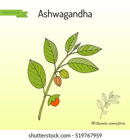 Ayurvedic Herb Withania Somnifera, Known As Ashwagandha, Indian Ginseng, Poison Gooseberry, Or Winter Cherry. Hand Drawn Botanical Vector Illustration