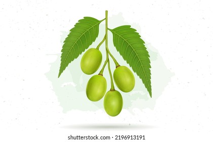 Ayurvedic Herbal Neem Fruit With Leaves Vector Illustration