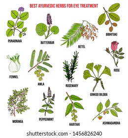 Ayurvedic herbs for eye treatment, natural botanical set. Hand drawn vector illustration