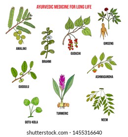 Ayurvedic herbs for long life, natural botanical set. Hand drawn vector illustration