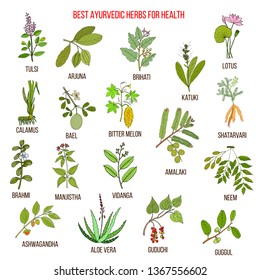 Ayurvedic Herbs, Natural Botanical Set. Hand Drawn Vector Illustration