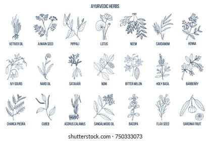 Ayurvedic herbs, natural botanical set. Hand drawn vector illustration