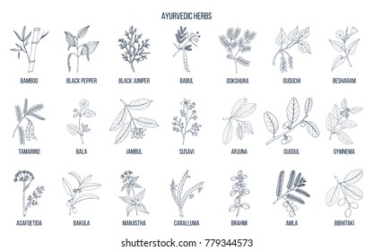 Ayurvedic Herbs, Natural Botanical Set. Hand Drawn Vector Illustration