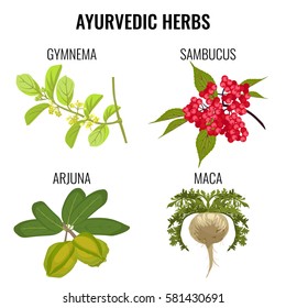 Ayurvedic herbs set isolated on white. Gymnema, red berries of sambucus or elderberries, healthy root of maca, organic arjuna ayurveda medicinal plants realistic vector illustration
